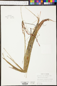 Eleocharis elongata image