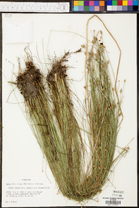 Eleocharis tuberculosa image