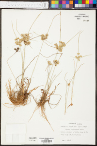 Cyperus surinamensis image