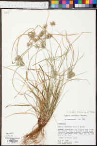 Cyperus retroflexus image