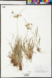 Cyperus retrorsus image