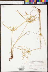 Cyperus iria image