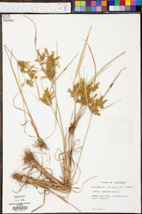 Cyperus iria image