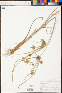 Cyperus iria image