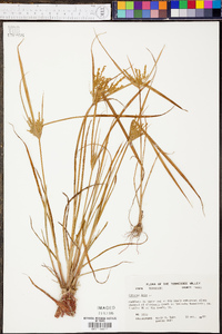 Cyperus iria image