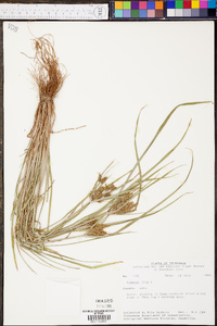 Cyperus iria image