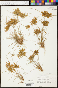 Cyperus filicinus image