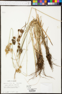 Cyperus entrerianus image