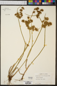 Cyperus haspan image