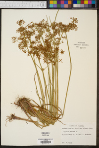 Cyperus haspan image