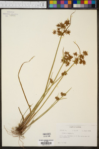 Cyperus haspan image