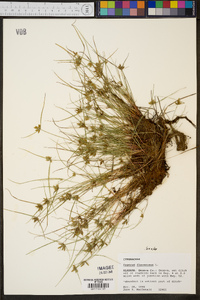 Cyperus flavescens image