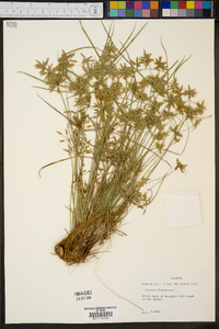 Cyperus flavescens image