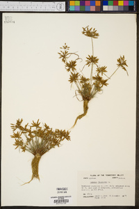 Cyperus flavescens image