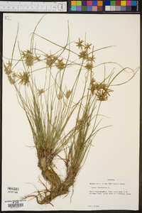 Cyperus flavescens image