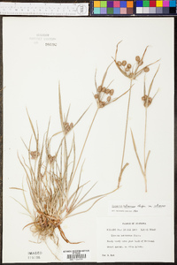 Cyperus retrorsus image