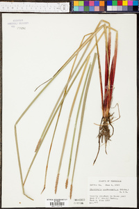 Eleocharis quadrangulata image