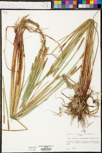 Eleocharis quadrangulata image