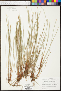 Eleocharis robbinsii image