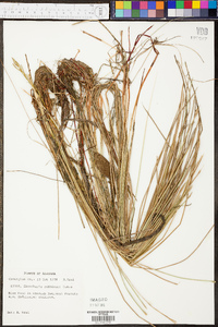 Eleocharis robbinsii image