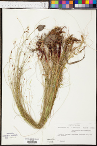 Eleocharis montevidensis image