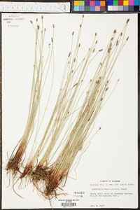 Eleocharis montevidensis image