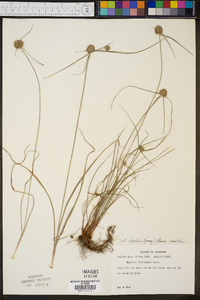 Cyperus lupulinus image