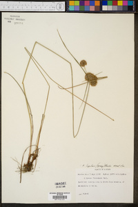 Cyperus lupulinus image