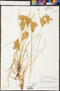 Cyperus lecontei image