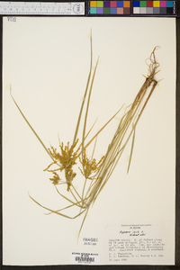 Cyperus iria image