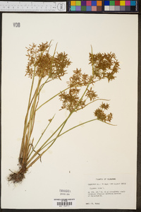 Cyperus iria image