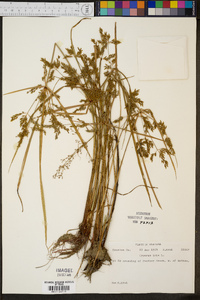 Cyperus iria image