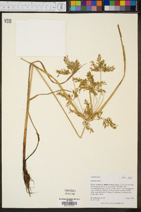 Cyperus iria image