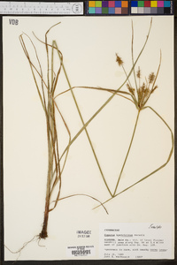 Cyperus hystricinus image