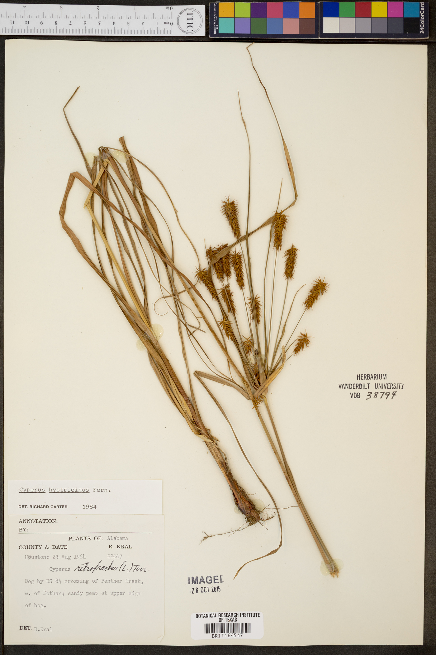 Cyperus hystricinus image