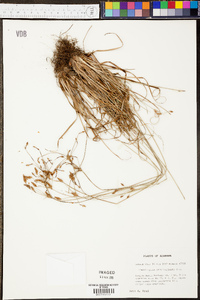 Fimbristylis brevivaginata image