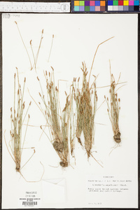 Eleocharis engelmannii image