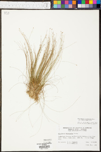 Eleocharis microcarpa image