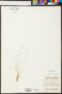 Eleocharis microcarpa image