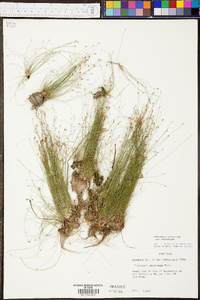 Eleocharis microcarpa image