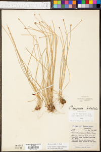 Eleocharis bifida image