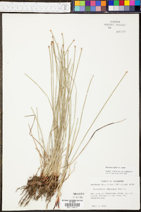 Eleocharis bifida image