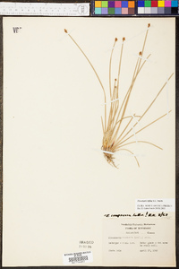 Eleocharis bifida image