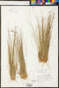 Eleocharis tortilis image