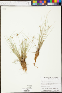 Cyperus neotropicalis image