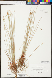 Eleocharis tricostata image