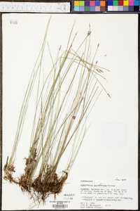 Eleocharis tricostata image