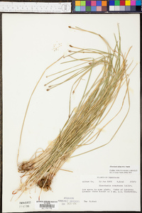 Eleocharis bifida image