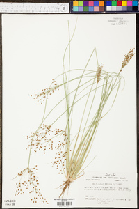 Fimbristylis miliacea image
