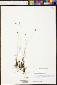 Fimbristylis puberula image
